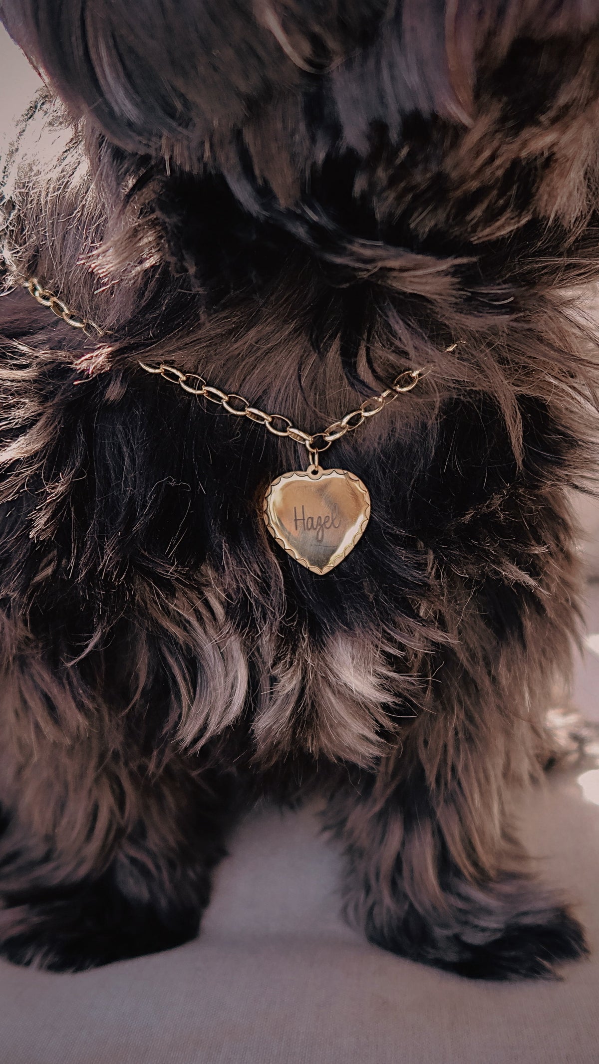 Scallop Heart Dog Tag
